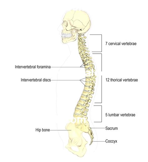 A tough, springy disc of cartilage sits between the vertebrae of your spine. lumbar-spine-diagram-labeled-human-backbone-keywords-a ...