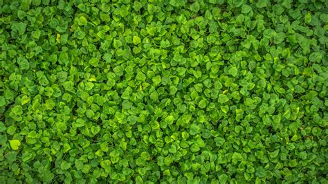 Download Wallpaper 3840x2160 Leaves Plant Green Bright Surface 4k