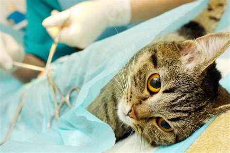 Cat Spayneuter Advanced Care Veterinary Hospital