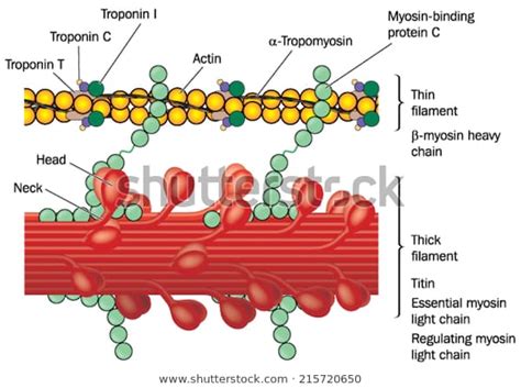 Her bir molekül, 6 büyük alt birimden oluşur; خيط ميوزين