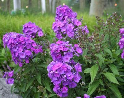 Phlox paniculat blue paradise in flower | plant & flower stock photography: Phlox paniculata 'Blue Paradise' | Cottage garden plants ...