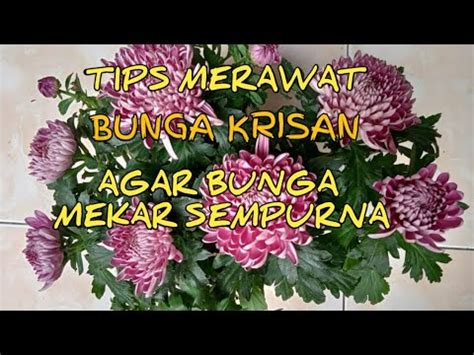 Tips Merawat Bunga Krisan Agar Bunga Mekar Sempurna Youtube