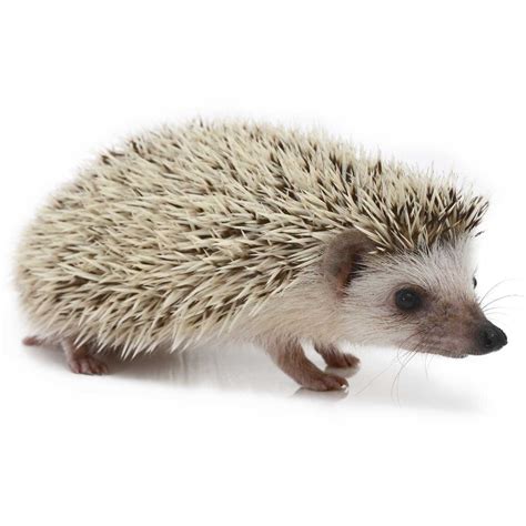 Are Porcupines And Hedgehogs Related Factopolis