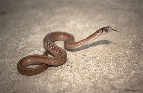 There Is A Pretty Good Population Of Northern Brown Snakes Storeria