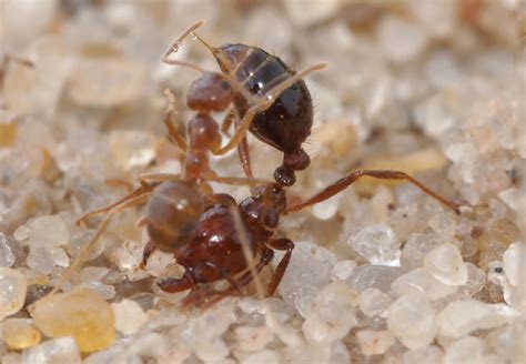 Crazy Ants Vs Fire Ants — The Texas Scientist