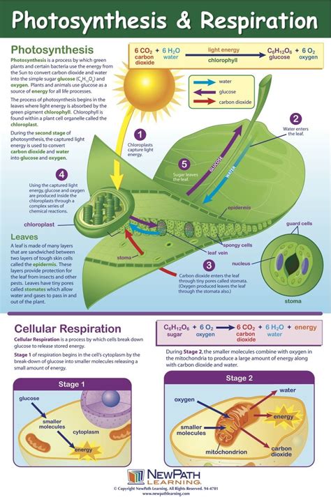 Photosynthesis Poster Teaching Biology Biology Lessons Photosynthesis