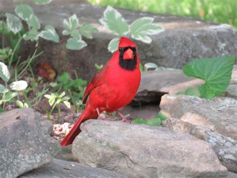 The international ornithological committee (ioc), the american. How to Attract Cardinals to Your Garden or Yard | Owlcation