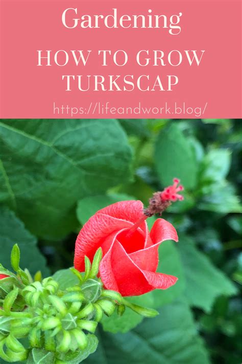 Gardening How To Grow Turk S Cap
