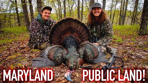 Huge Gobbler Right Off The Roost Maryland Public Land Turkey Hunt Youtube