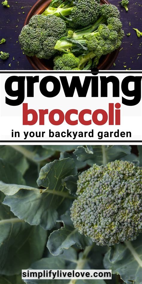 If Youre Wondering How To Grow Broccoli This Guide Will Give You All