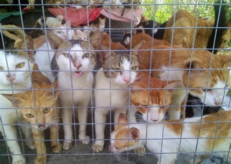Harrowing Footage Of Vietnams Cat Meat Trade Metro News