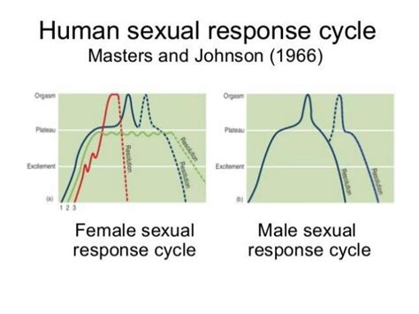 Female Orgasm Sexual Cycle Excellent Porn Comments