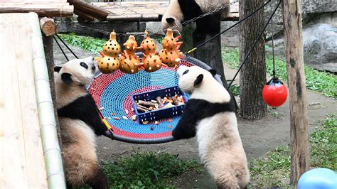 Giant Pandas At Chongqing Zoo Enjoy Childrens Day Celebrations Cgtn