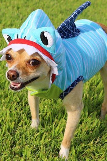 40 Funny Dog Halloween Costumes For The Silliest Pup You Know Dog