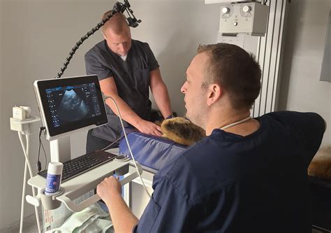 Ultrasonography Aurora Veterinary Clinic