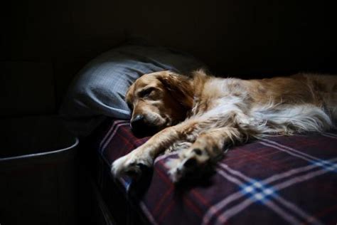 How Many Hours A Day Do Dogs Sleep