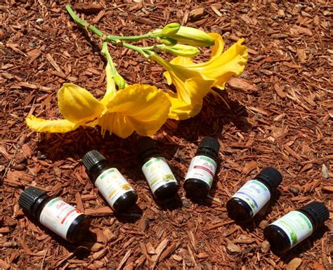 Enhance Your Life With Aromatherapy Strange Daze Indeed