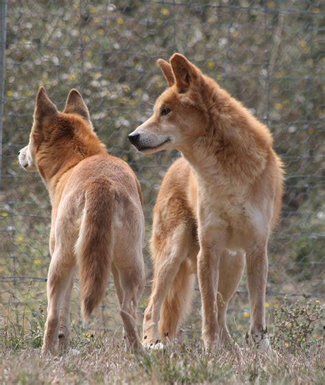 Dingo Sanctuary Open Days July And August Australian Dog Lover