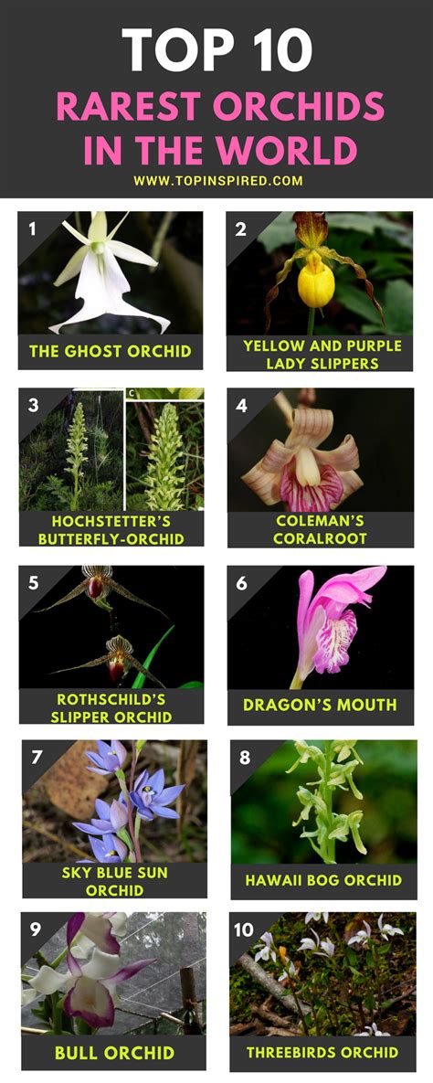 Top 10 Rarest Orchids In The World Rare Orchids Orchids List Of Flowers