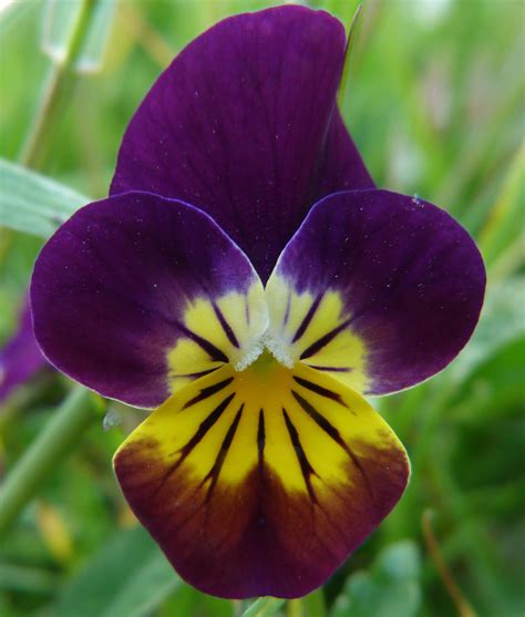 Free photo: Wild Pansy - Blooming, Flower, Fragrance - Free Download - Jooinn