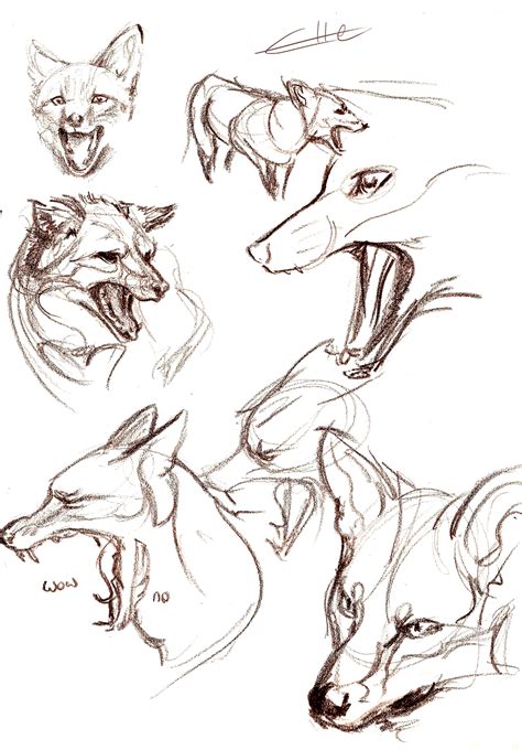 Foxes From Reference Fox Drawing Sketches Animal Sketches Drawing