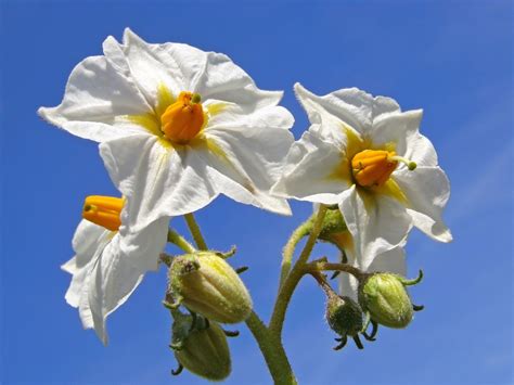Produce junction has the best prices on fruits, veggies, and flowers. True Potato Seed Information - Do Potatoes Produce Seeds