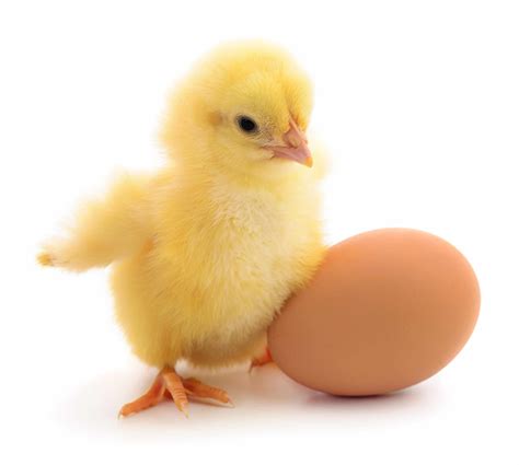 Chick Egg