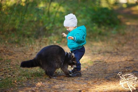 A Pet Raccoon Is A Little Boys Best Friend Media Drum World