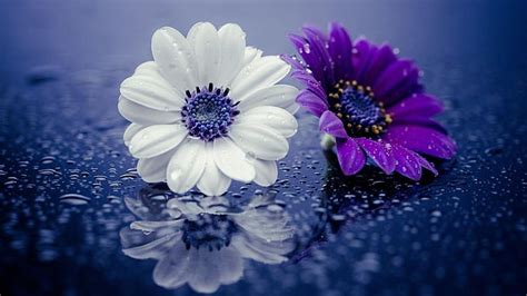 Purple Flower White Flower Droplets Water Drops Reflected Raindrops Hd Wallpaper