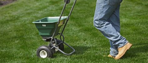 Mow the lawn to approx 25mm. Overseeding - Montgomery Lawn Care