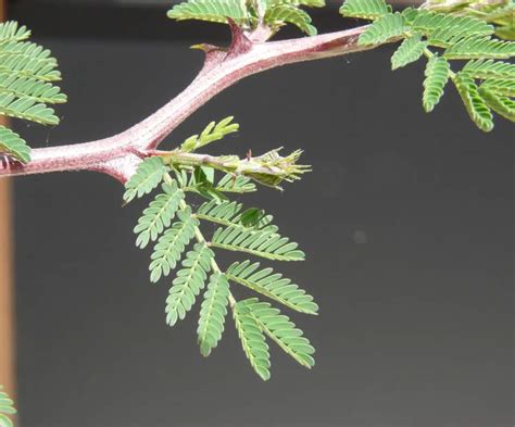 Mimosa Aculeaticarpa Ortega Catclaw Mimosa