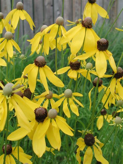 Ratibida Pinnata Yellow Coneflower Yellow Flowers Names Plants