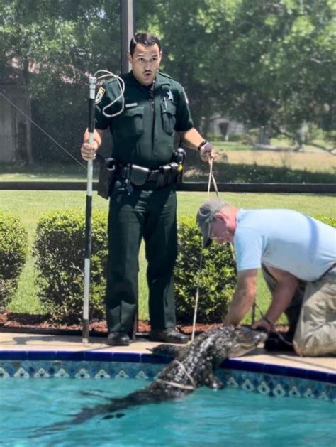 Look 8 Foot Alligator Removed From Florida Womans Pool