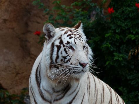 Albino Tiger White Bengal Tiger Tiger Cat Predator Dangerous