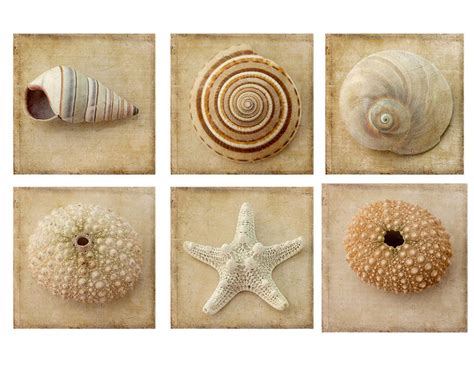 Seashell Art Print Set Of 6 Sea Shell Photography Set Beach Etsy