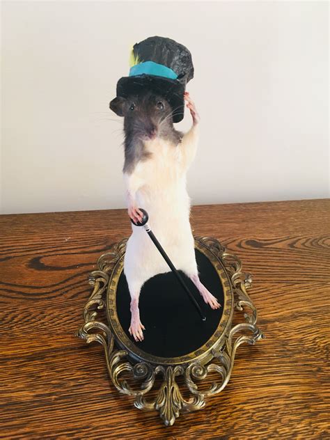 Taxidermy Rat In A Hat Taxidermy Cute Rats Rats