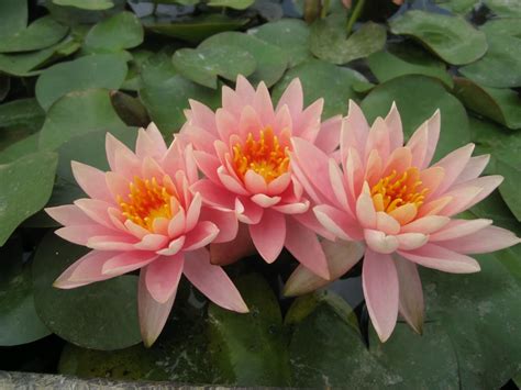 Large Water Lily Colorado Nymphaea ‘colorado 3l Pot £2499