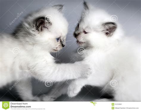 Two Kitten Playing Stock Image Image Of Playful Cute 31219391