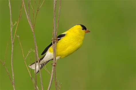 Wallpaper Birds Animals Nature Branch Yellow Wildlife Beak