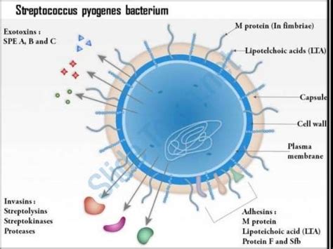 Pathogenic Mechanishm Of Group A Streptococcus