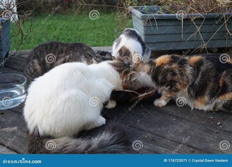 Cats Eating Stock Image Image Of Cats Cyprus Eyes 176723071