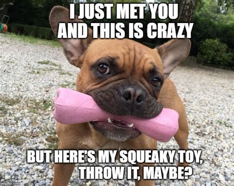 Dog Toy Meme Dog Puns Dogs Dog Toys