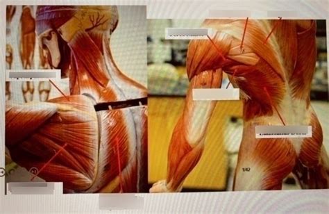 Muscle Lab Diagram Quizlet