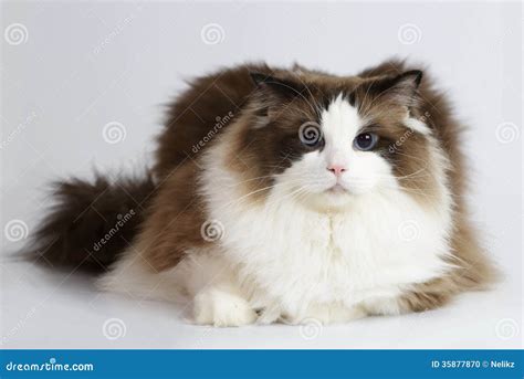 Ragdoll Cat In Front Of A White Background Stock Photo Image 35877870