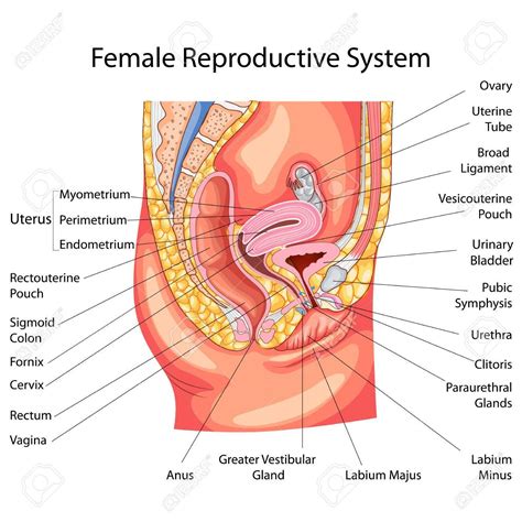 Education Chart Of Biology For Female Reproductive System Diagram Illustration Affiliate