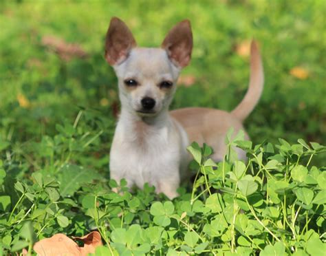 Chihuahua Chihuahuas Dogs Photography Animals Photograph Animales