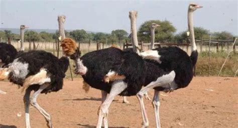 Ostrich Farming How This Amazing Business Makes Millions For A Malian