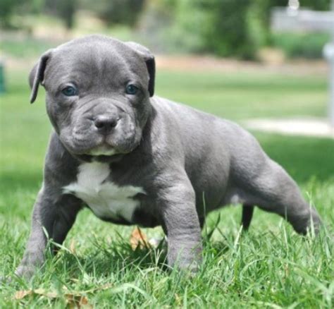 Blue Nose Gator Pitbull Puppies For Sale Pitbull Puppies