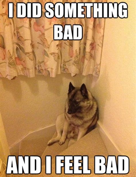 Im A Bad Dog I Has A Hotdog Dog Pictures Funny Pictures Of