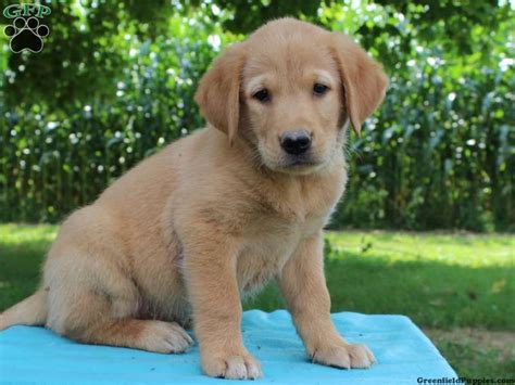 Silver labrador puppies for sale. Golden Retriever Mix Puppies For Sale | Retriever puppy ...